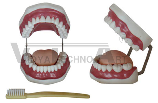 The Health Care Of Mouth Cavity (with Tooth Brush) Pharmaceutical and Anatomical Model Gifts